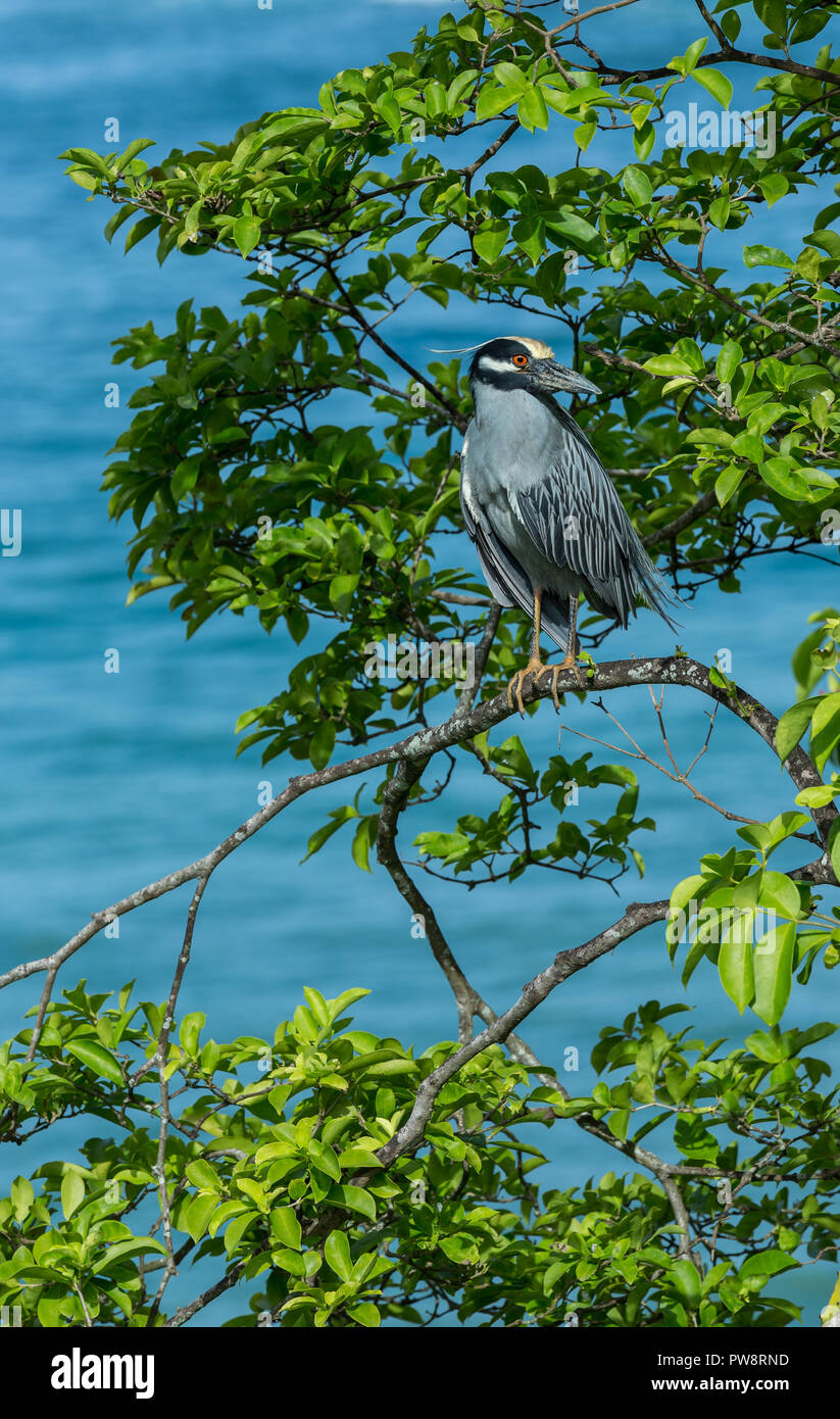 Tobago. Yellow crowned night heron perched above the turquoise blue sea on the island of Tobago in the Caribbean.Scientific name: nyctanassa violacea. Stock Photo