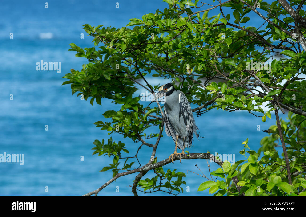 Tobago. Yellow crowned night heron perched above the turquoise blue sea on the island of Tobago in the Caribbean. Scientific name: nyctanassa violacea Stock Photo
