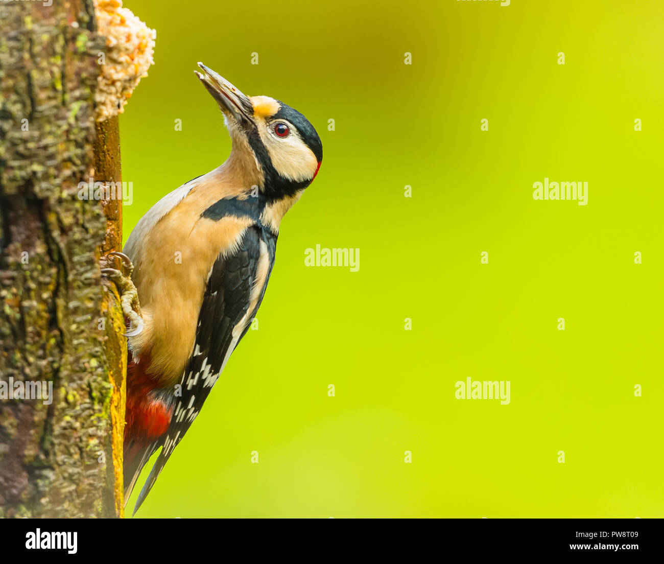 Great Spotted Woodpecker (Male) with red spot on nape of neck.  Feeding on suet fat balls with blurred green background.  Horizontal. Day. Stock Photo
