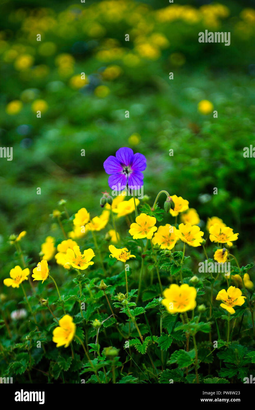 Flower standing tall hi-res stock photography and images - Alamy