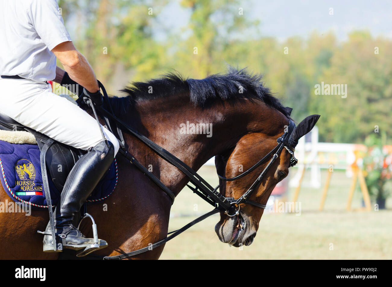 Hipodrom, Skopje, R, Macedonia. October 13, 2018 13:00 CEST The Federation of Equestrian Sports of Macedonia organizes the international tournament 'Skopje 2018' - memorial cup 'Dr. Josif Naumovski' at the hippodrome grounds. Six matches are predicted, according to international standards, in skipping obstacles at a height of one to 1.3 meters. Credit: Dragan Ristovski/Alamy Live News Stock Photo