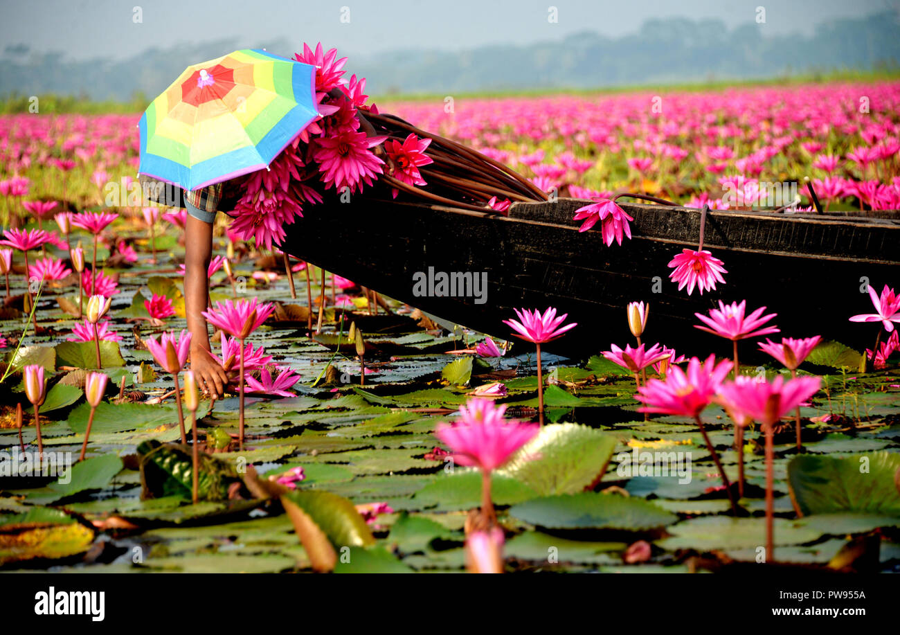 Red water lily in bangladesh hires stock photography and images Alamy