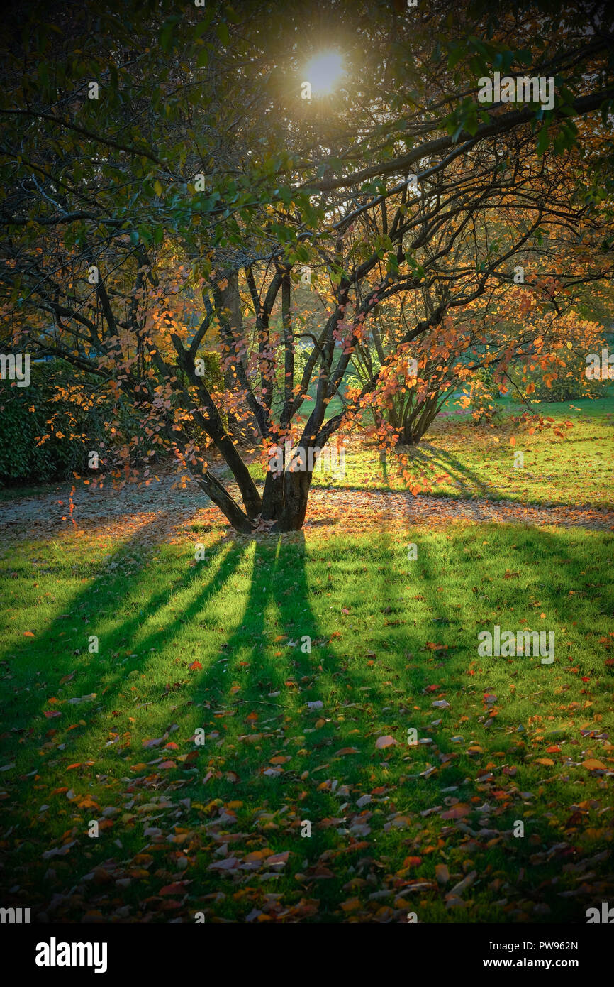 13 October 2018, Berlin Autumn atmosphere with sunny weather in the