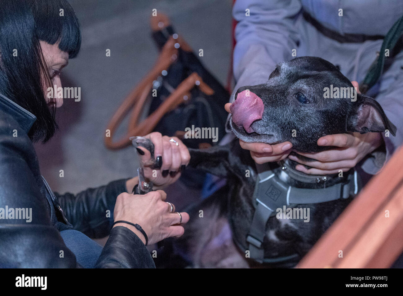 trendy dog accessories