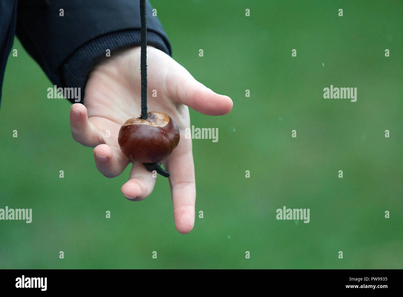 Steadying a conker on a very rainy day at Southwick, East Midlands, England, 14th October 2018, for the 2018 junior world conker championships. Credit: Michael Foley/Alamy Live News Stock Photo