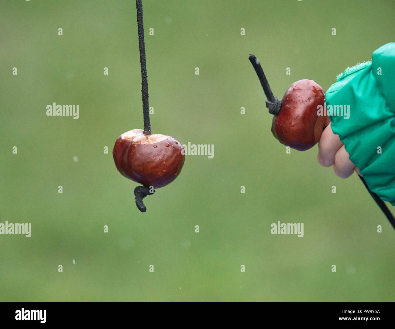 Southwick, UK. 14th October 2018. Sizing up a conker on a very rainy day at Southwick, East Midlands, England, 14th October 2018, for the 2018 junior world conker championships. Credit: Michael Foley/Alamy Live News Stock Photo
