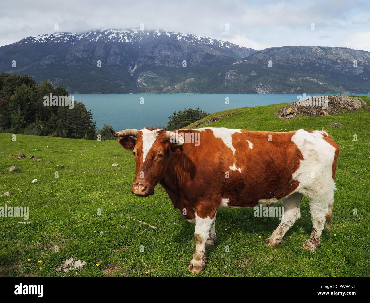 Curious cow on lush meadows in front of a fantastic mountain scenery Rio Ibáñez, Cochrane, Chile. Stock Photo