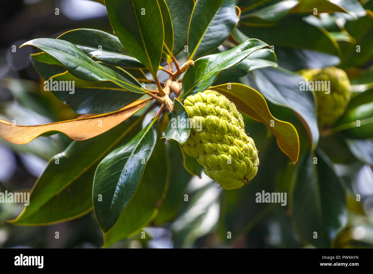 The Magnolia tree exhibits seed pods, flora Stock Photo Alamy