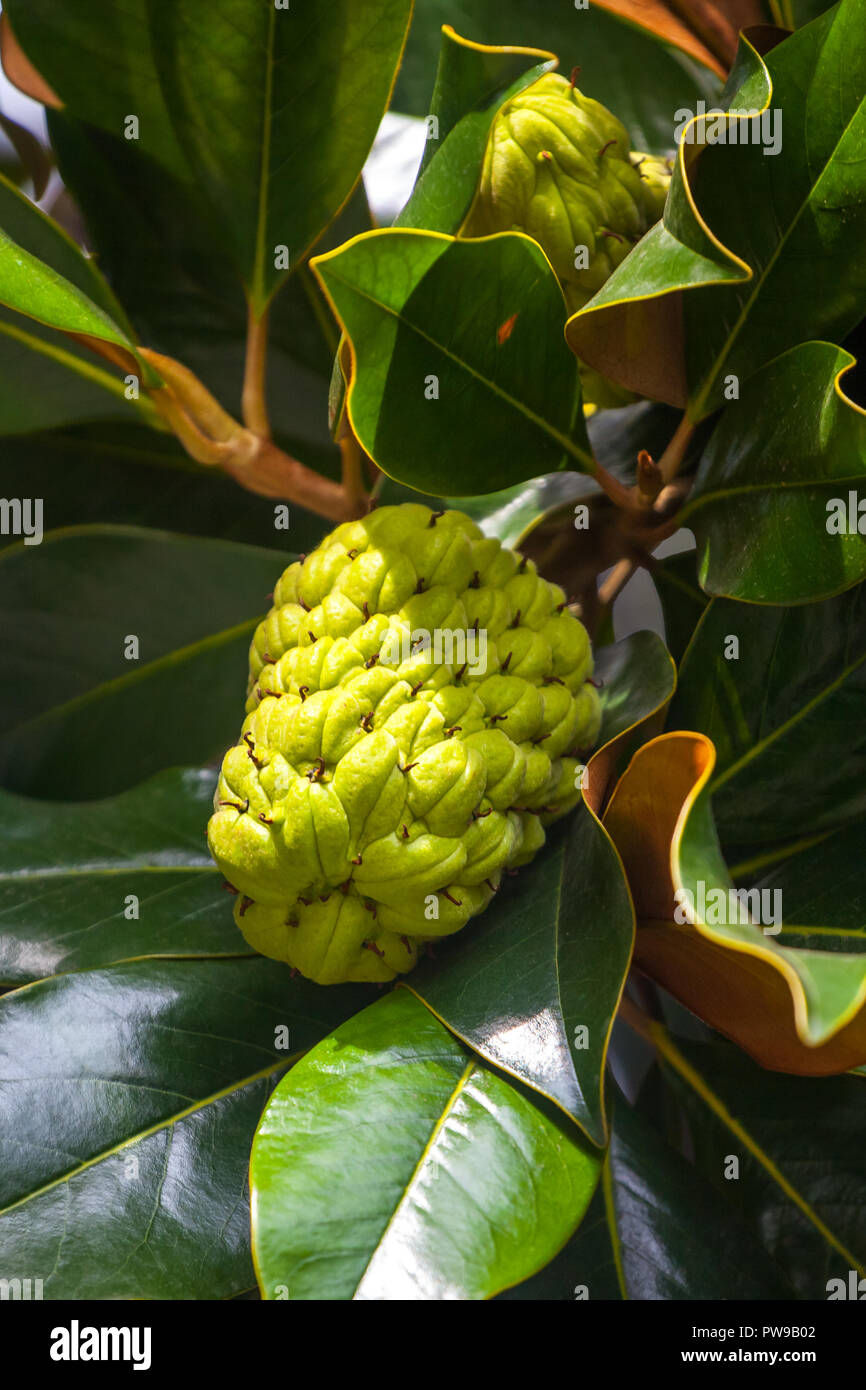 The Magnolia tree exhibits seed pods, flora. Stock Photo