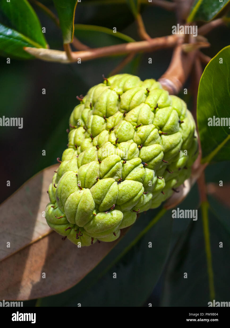 The Magnolia tree exhibits seed pods, flora. Stock Photo