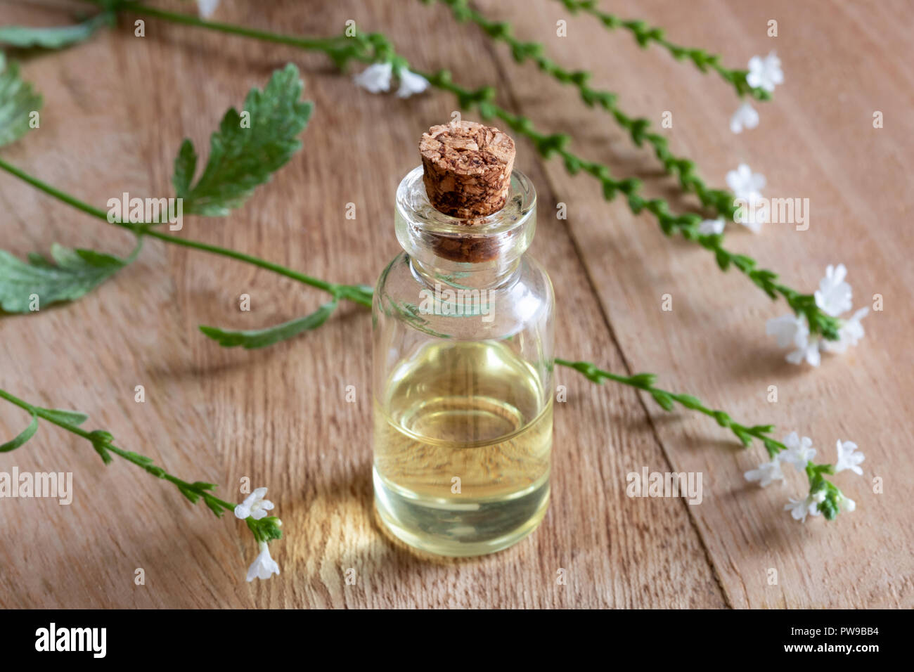 A Bottle Of Common Vervain Essential Oil With Fresh Verbena Officinalis a-bottle-of-common-vervain-essential-oil-with-fresh-verbena-officinalis