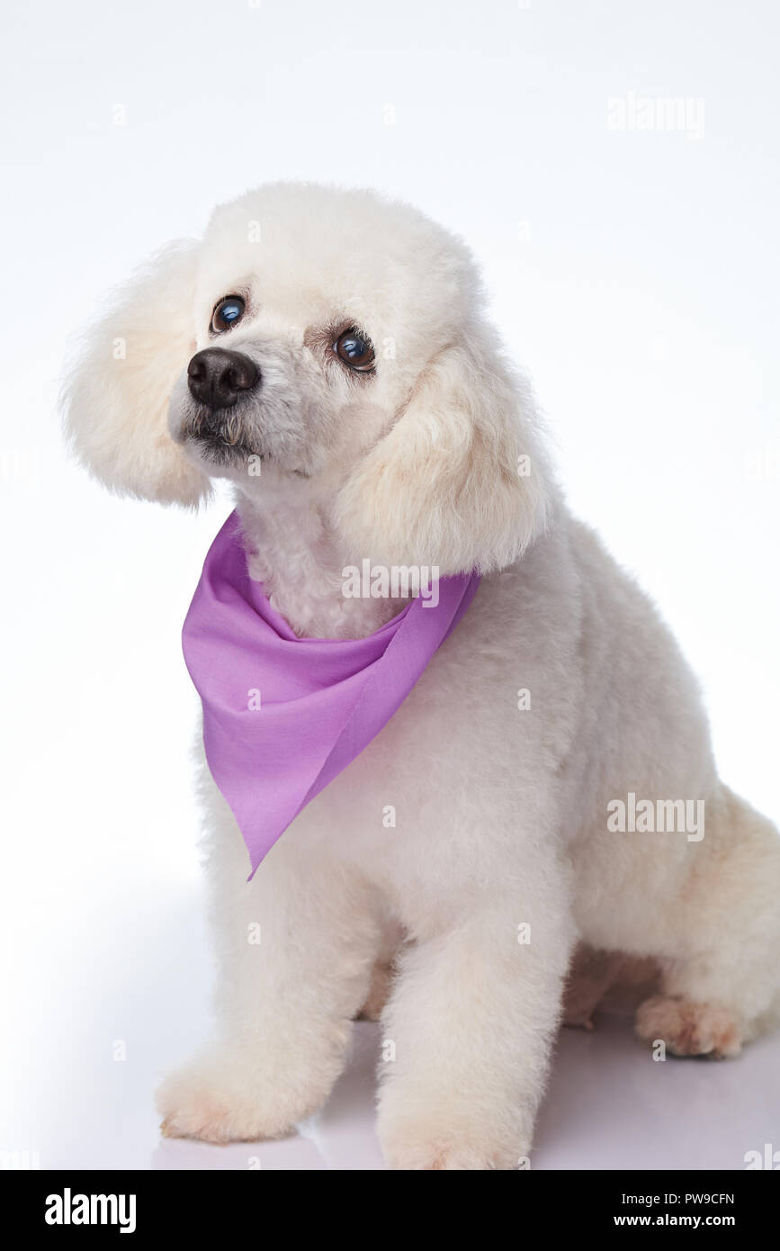 Cute healthy white poodle dog sititng isolated on background Stock Photo