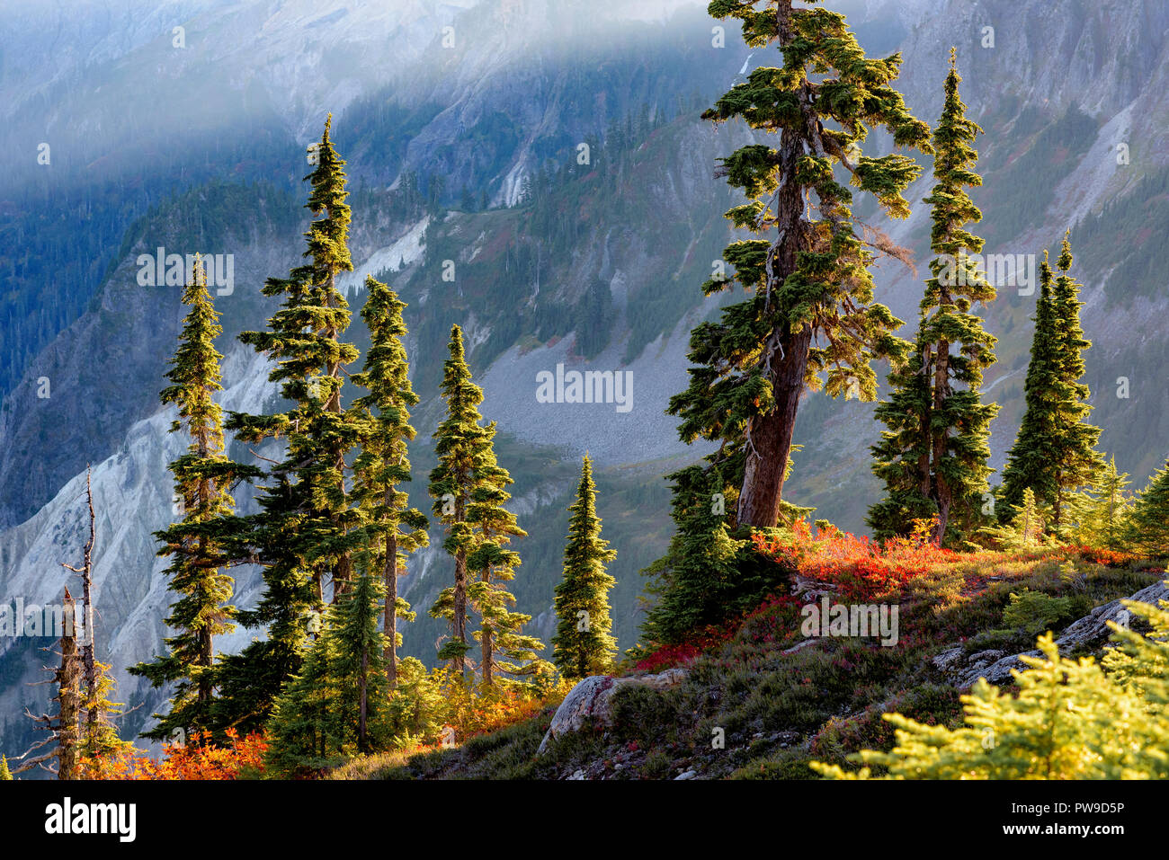 Fall colour, Heather Meadows, Mount Baker-Snoqualmie National Forest, Washington, USA Stock Photo