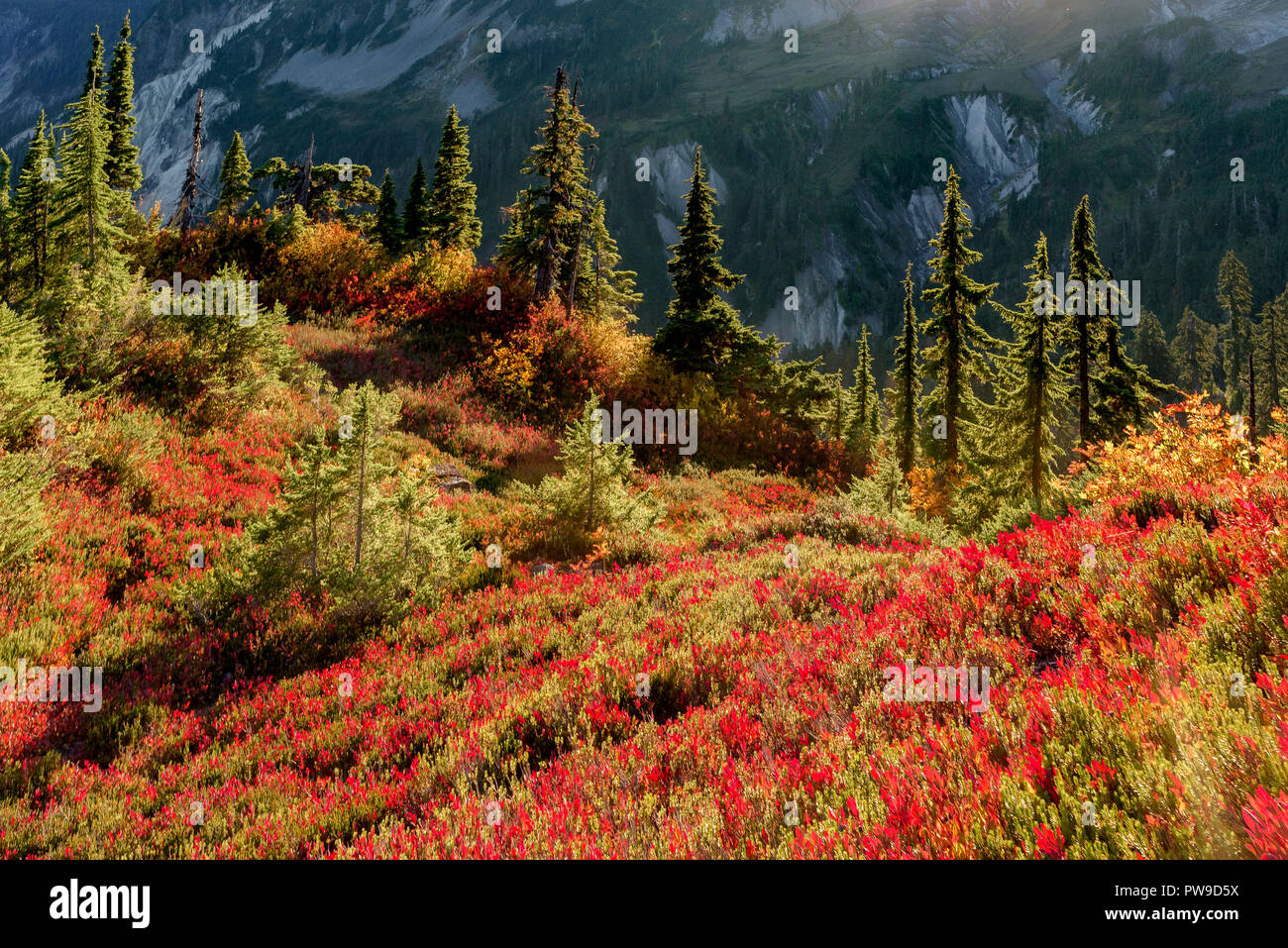 Fall colour, Heather Meadows, Mount Baker-Snoqualmie National Forest, Washington, USA Stock Photo