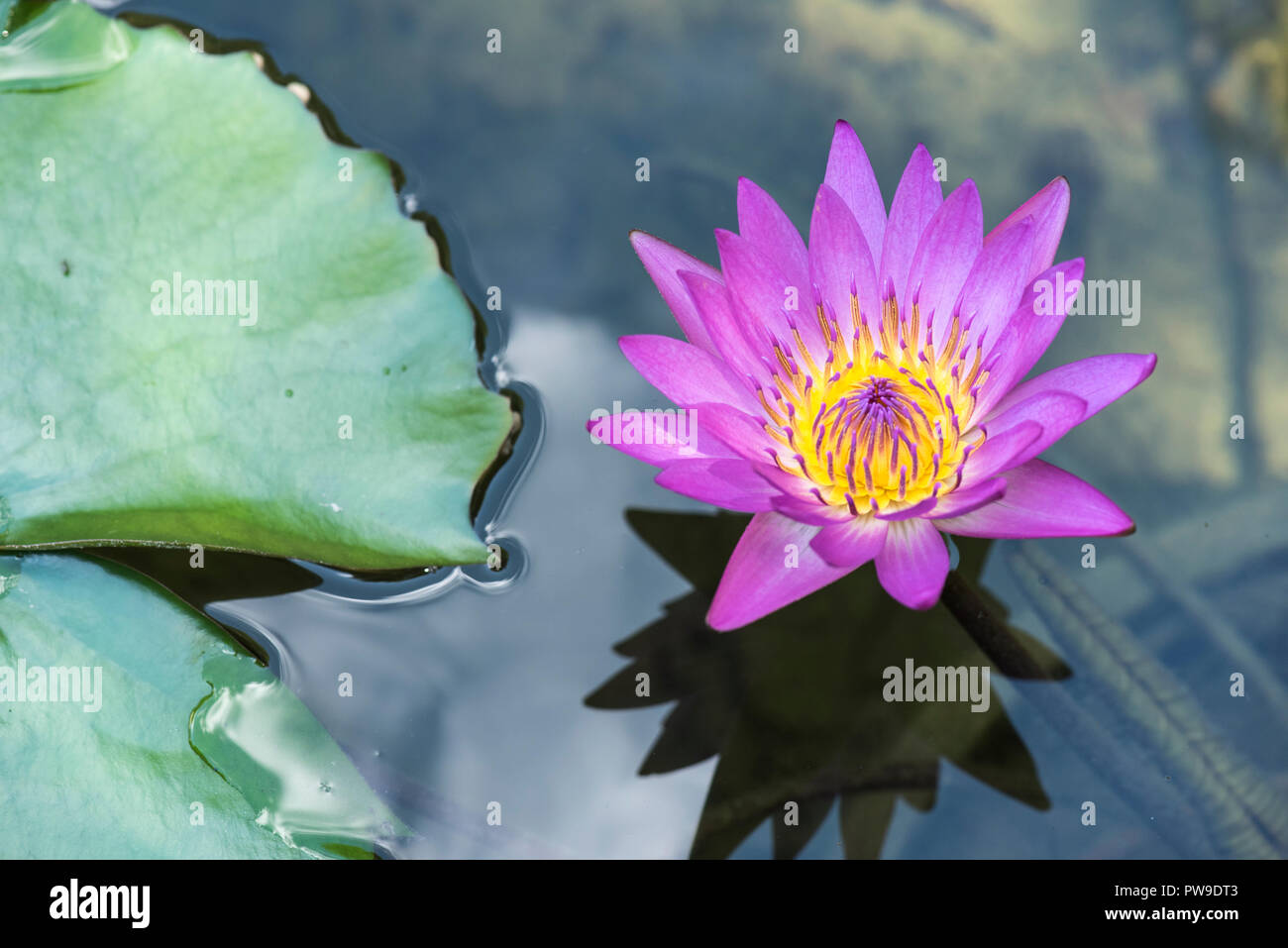 A purple waterlily growing in a pond. Stock Photo
