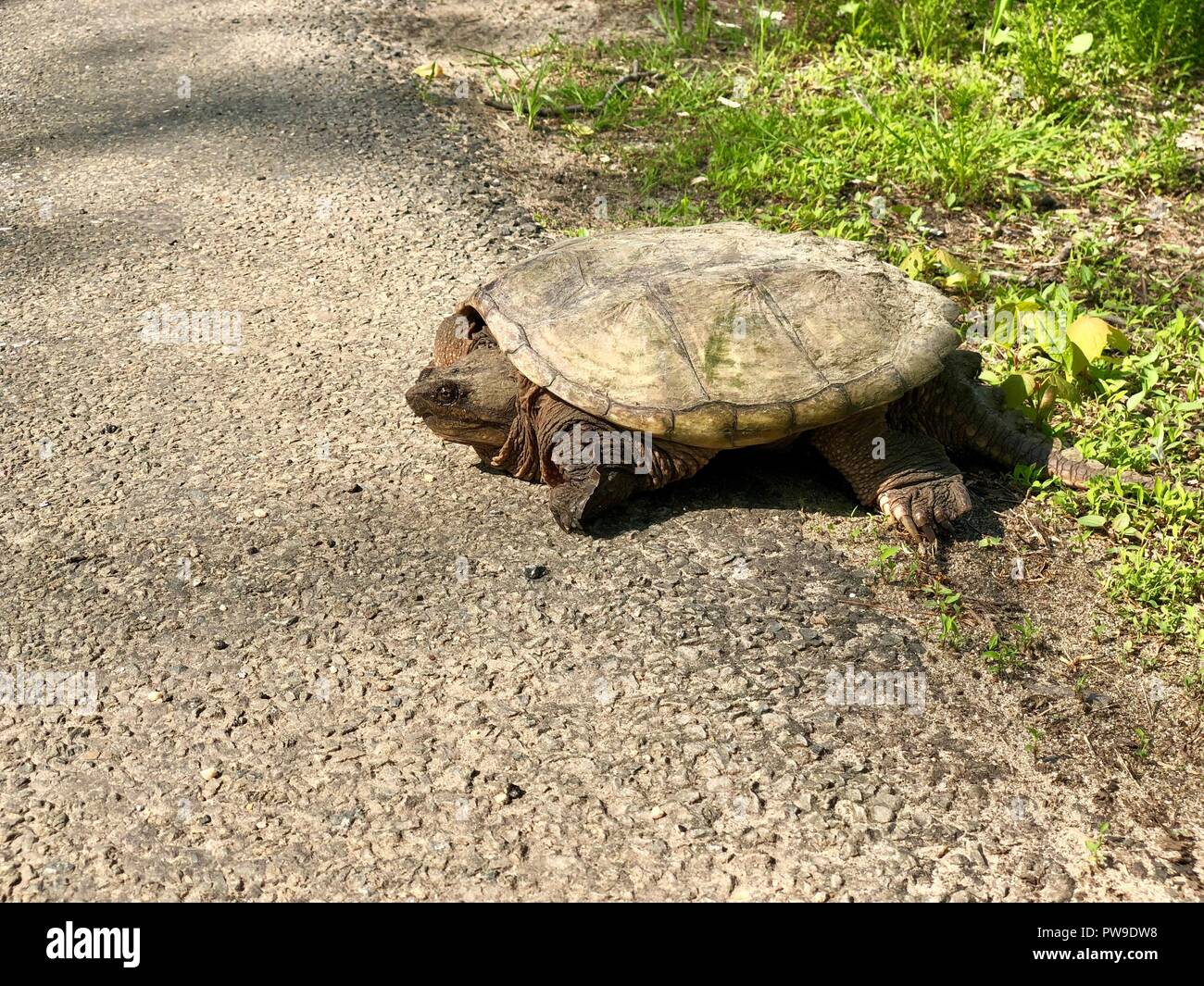 Snapping turtle sitting at the side of a rural road in sunshine Stock Photo