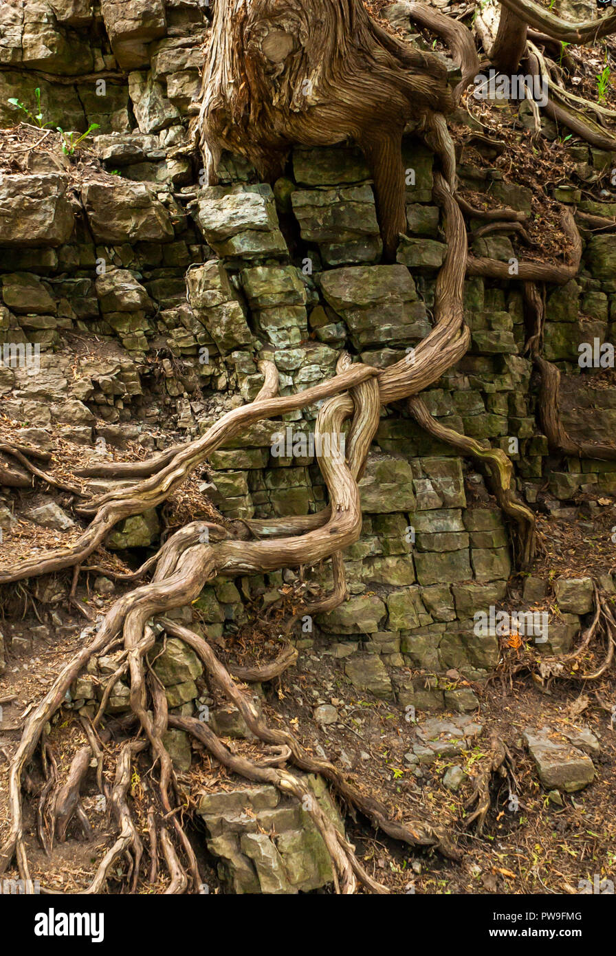Twisted pine roots growing on a fragmented rock face, near Montmorency ...