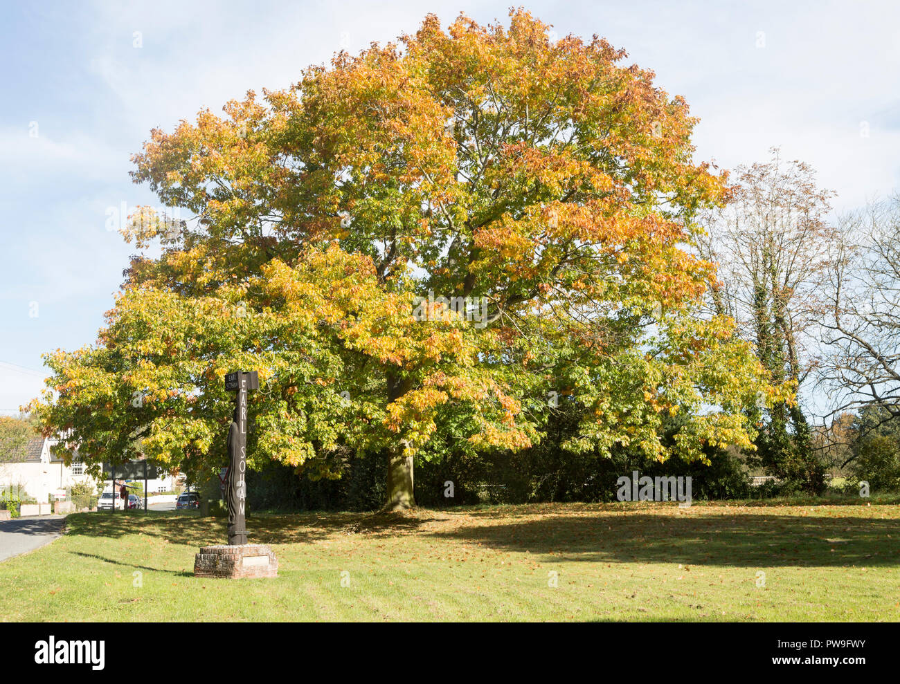 Black oak tree, Quercus Velutina, in autumn leaf at Earl Soham, Suffolk