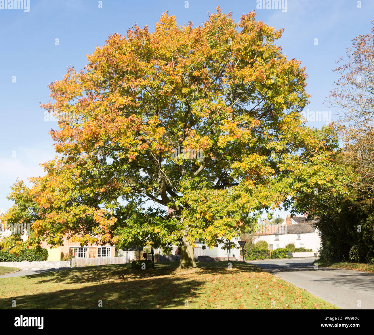 Black oak tree hires stock photography and images Alamy