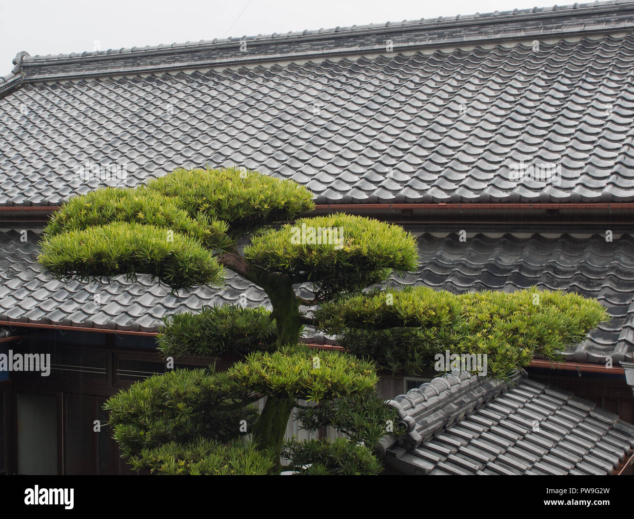 Gleam of grey tile roof and pruned shaped pine tree,  traditional  Japanese style, Konan, Kochi, Shikoku, Japan Stock Photo