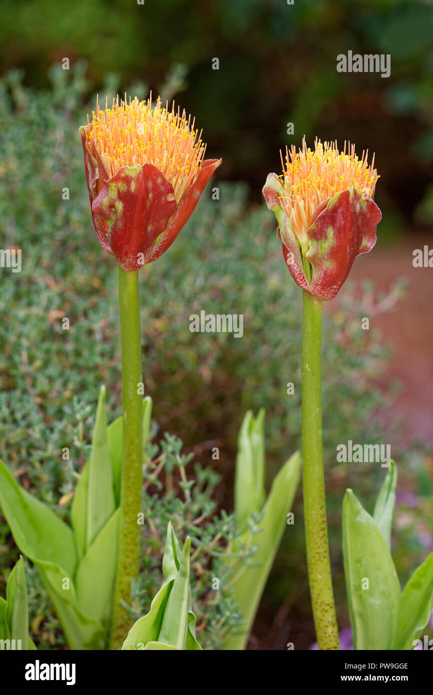 Snake Lily Scadoxus puniceus From South Africa Stock Photo Alamy
