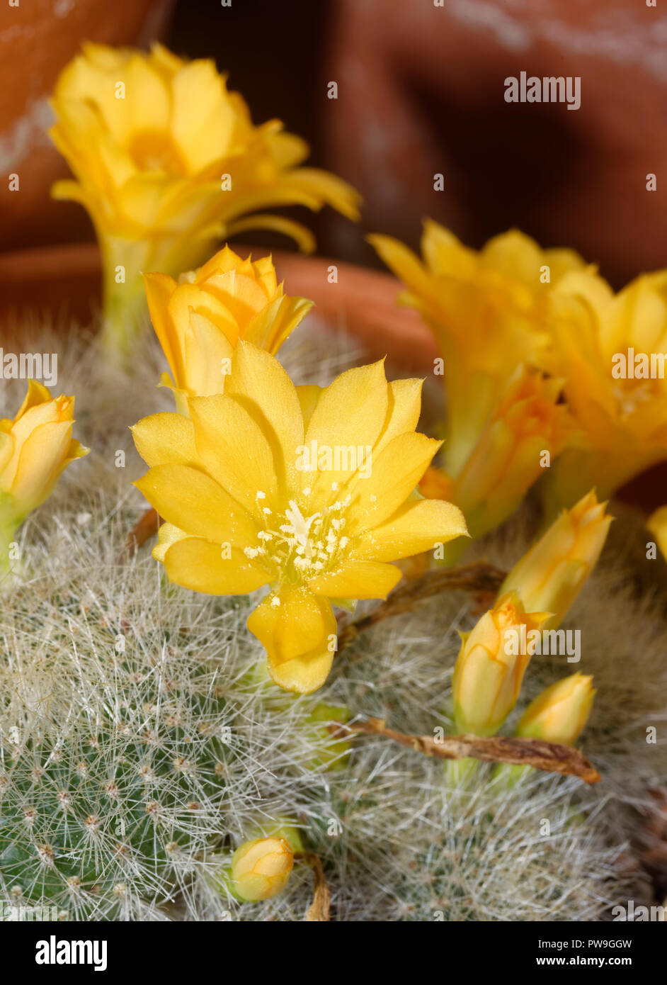Cactus - Rebutia minuscula  Yellow Cactus from Argentina Stock Photo