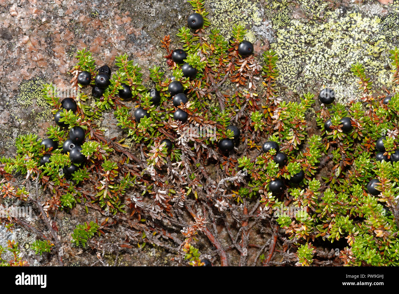 Crowberry - Empetrum nigrum  Black Berries & Leaves growing over Granite Rock  Cairngorm Mountains, Scotland Stock Photo