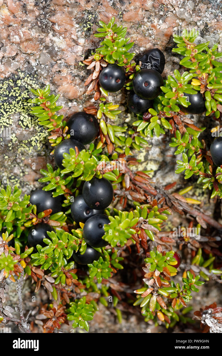 Crowberry - Empetrum nigrum  Black Berries, tiny Flowers & Leaves growing over Granite Rock  Cairngorm Mountains, Scotland Stock Photo