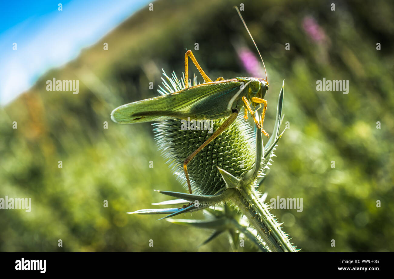 How Insects Feed Insect feeding on a flower in nature Stock Photo - Alamy