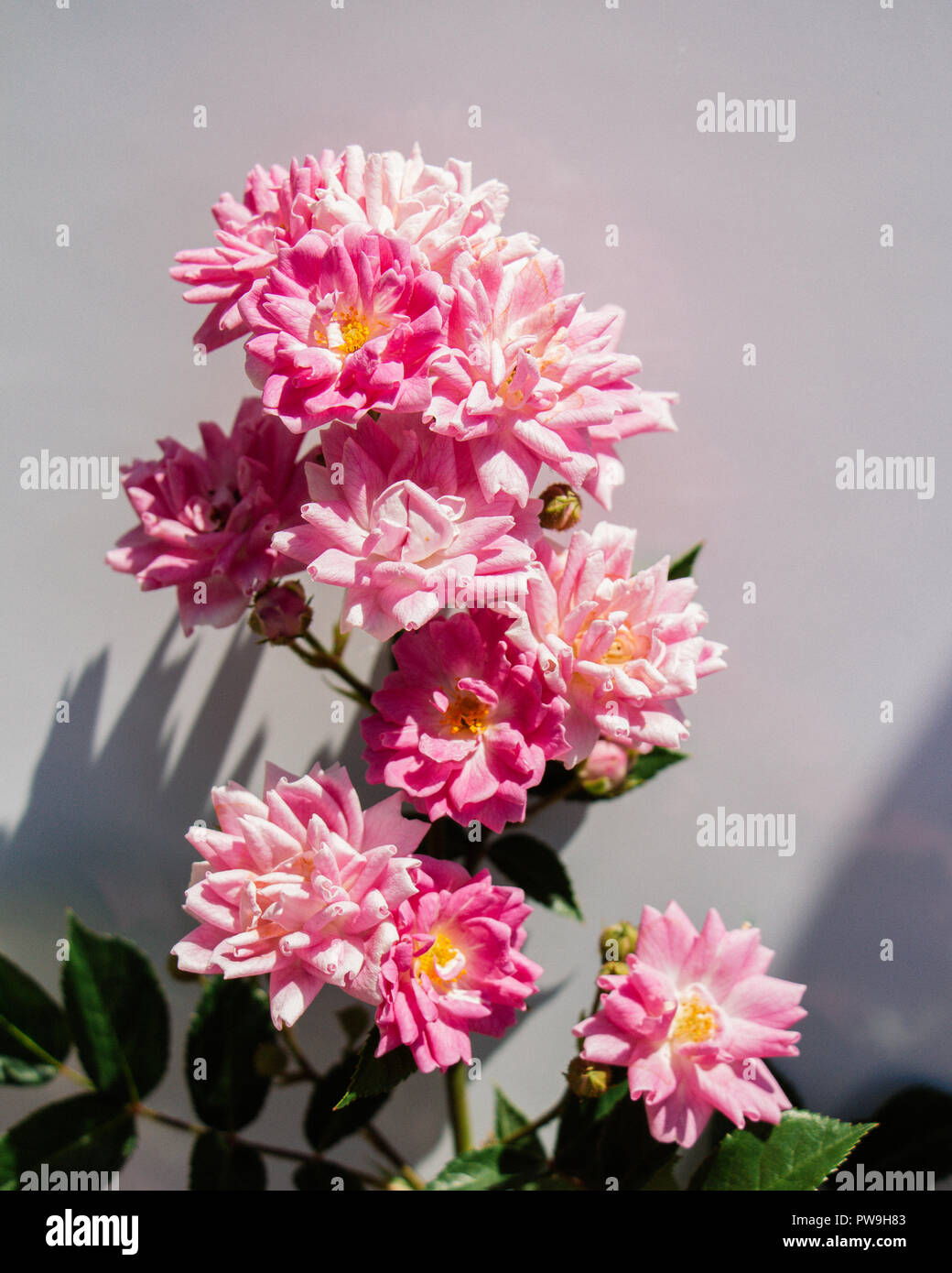 Beautiful roses with a white background Stock Photo - Alamy