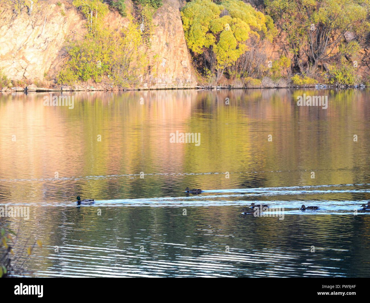 Beautiful duck in autumn pond hi-res stock photography and images - Alamy