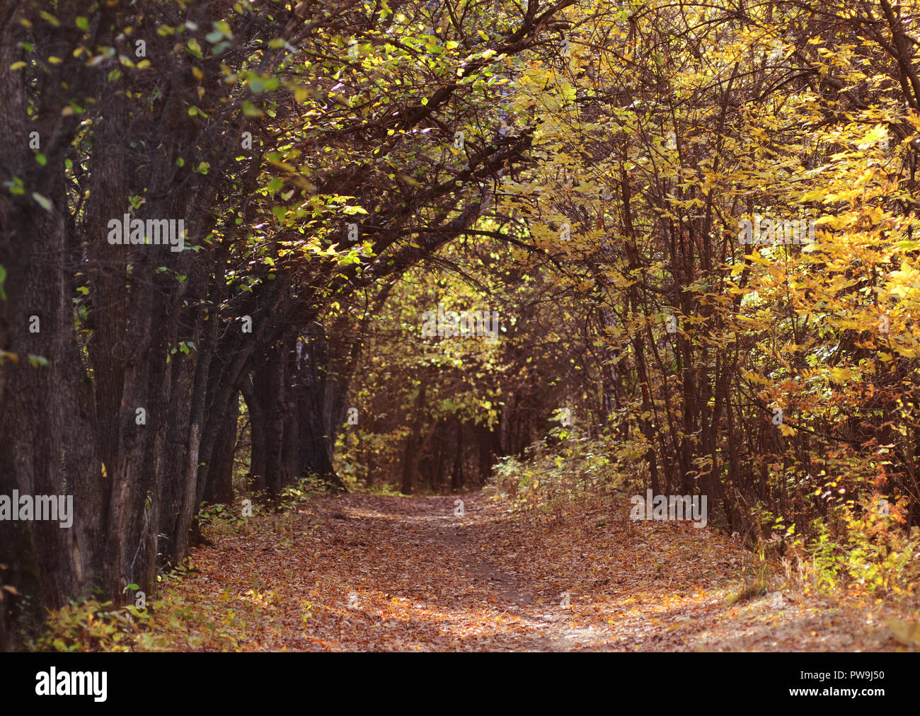 Beautiful romantic autumn alley in the park. Stock Photo