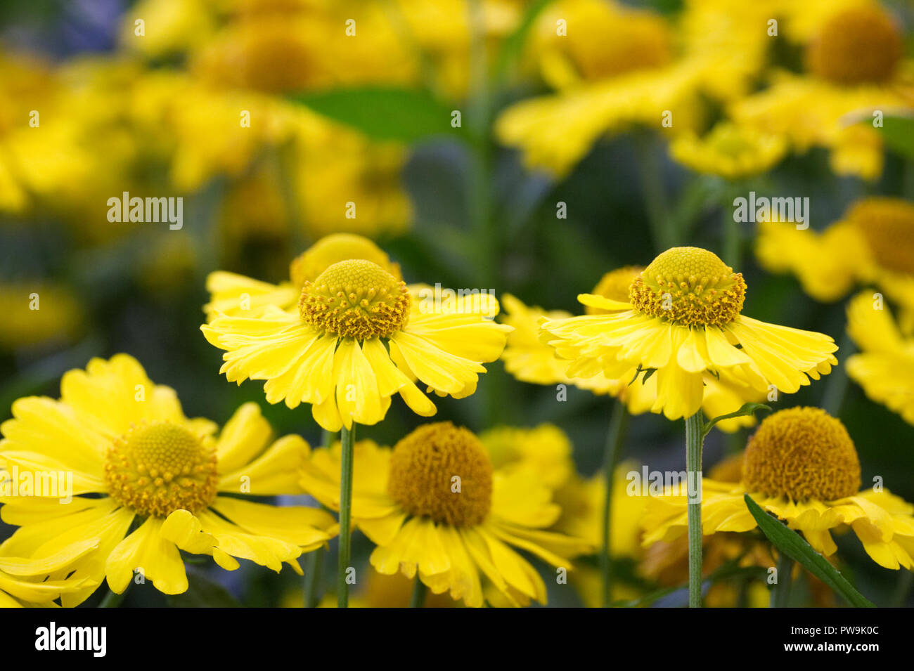 Helenium 'Kanaria' flowers. Stock Photo