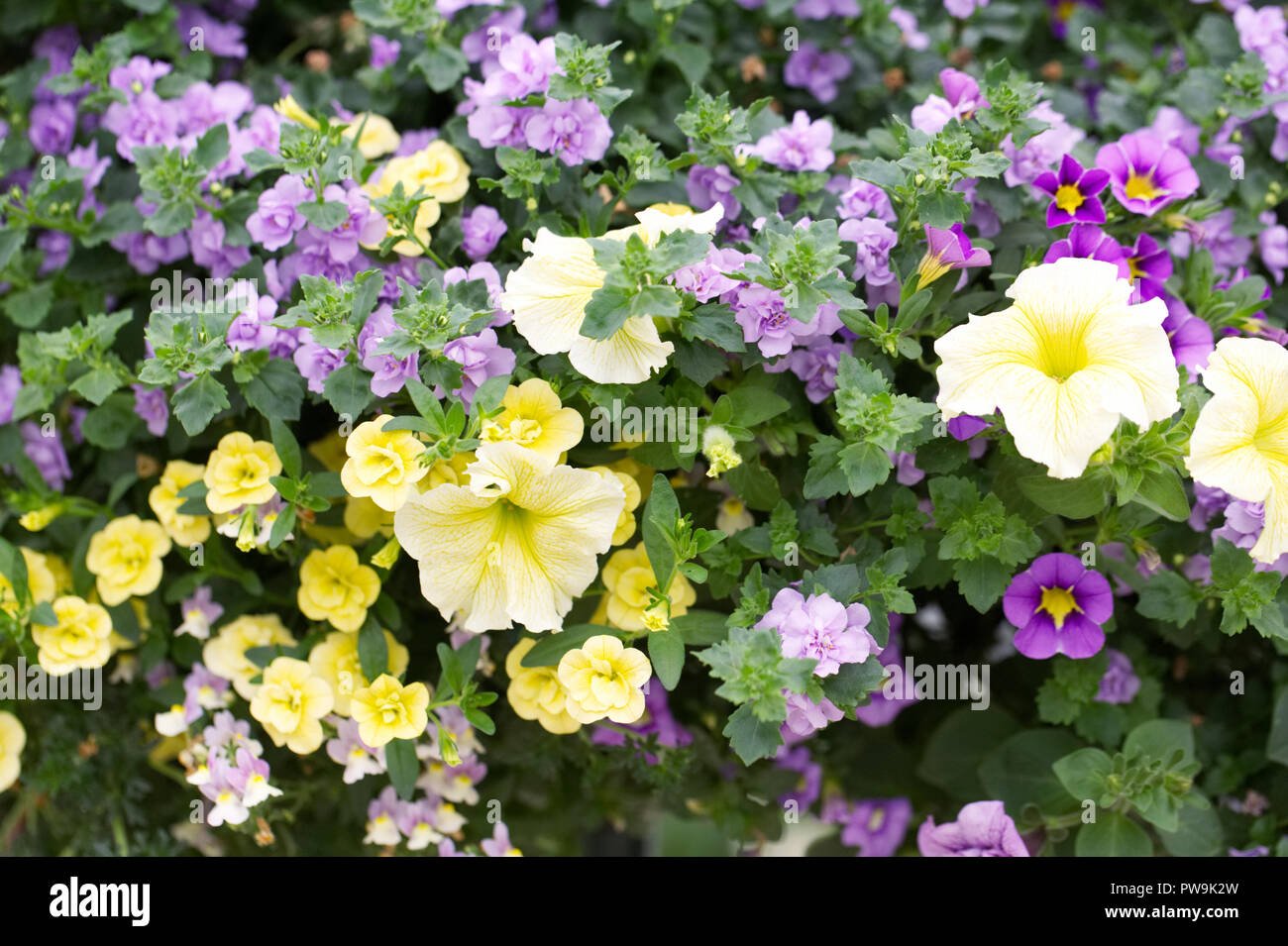 Petunias and Calibrachoa. Million bells and Petunia flowers in a hanging basket. Stock Photo
