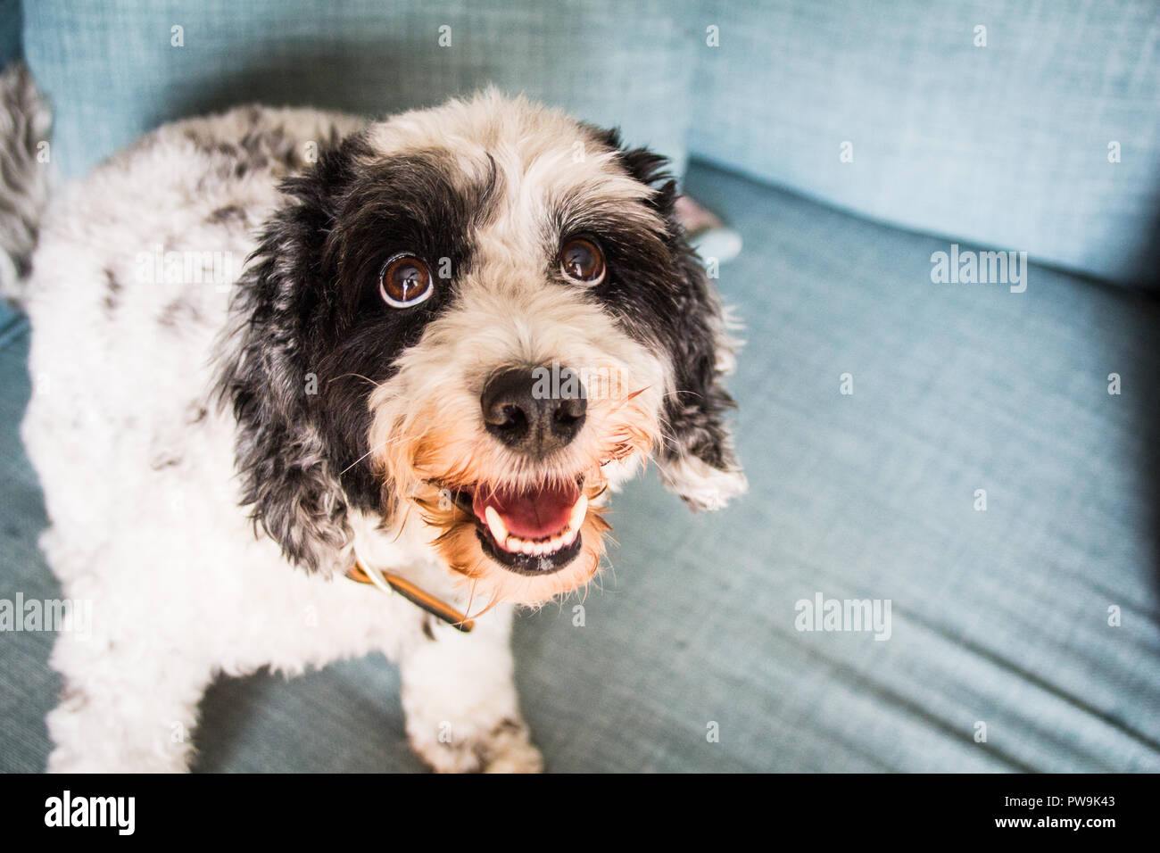 Cute Black White Cockapoo Stock Photos Cute Black White Cockapoo