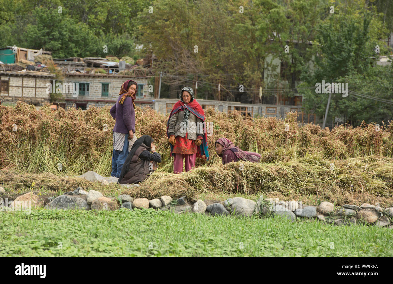 Women harvesting buckwheat in the Balti village of Turtuk, Nubra Valley