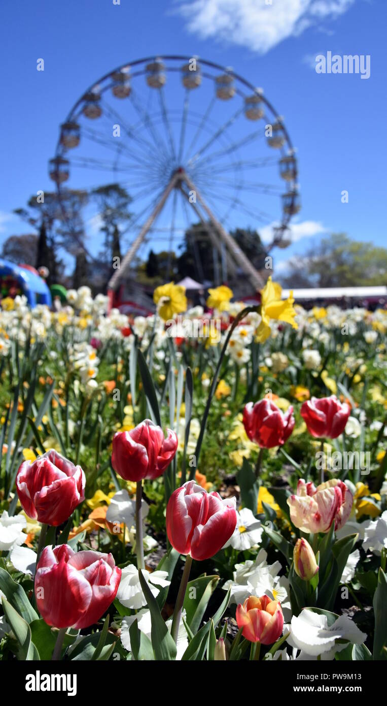 Focus on Masses of tulips in front of the Ferris Wheel at Floriade in Commonwealth Park