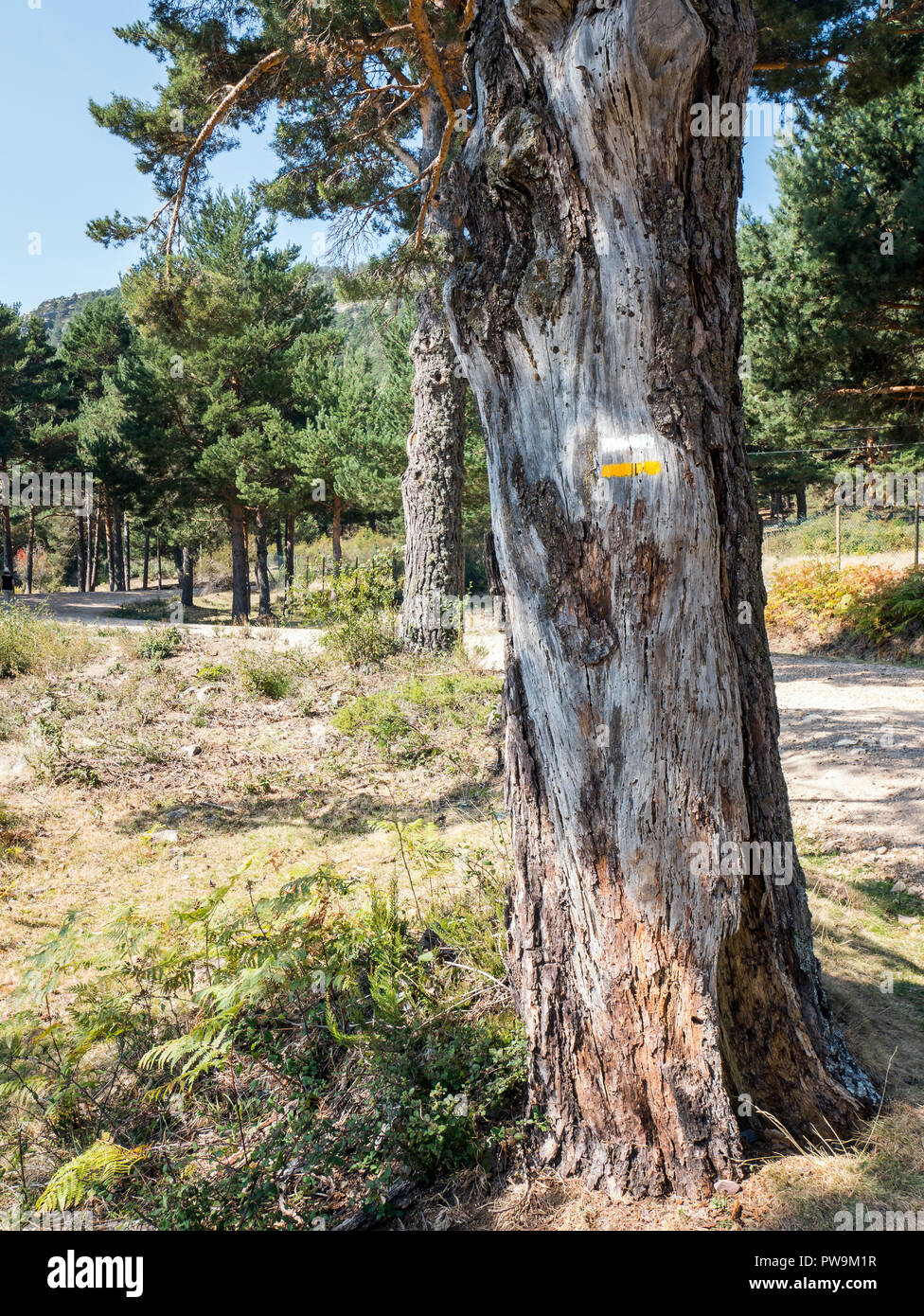 Señal de sendero sobre un pino. Valle de la Barranca en la Sierra de Guadarrama y dentro del 'Parque regional de la cuenca alta del Manzanares' (reser Stock Photo