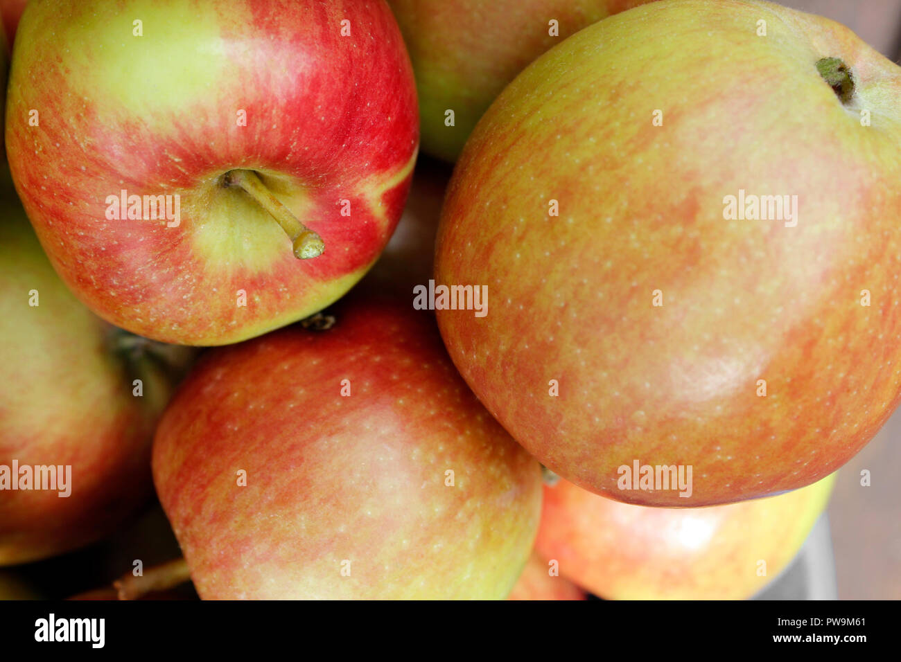 Red/orange crop of apples Malus domestica 'Braeburn' Stock Photo Alamy