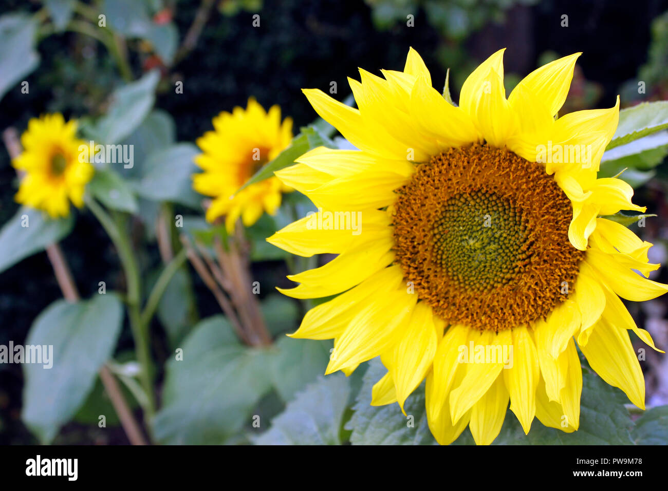 Sunflower Helianthus annus Stock Photo Alamy