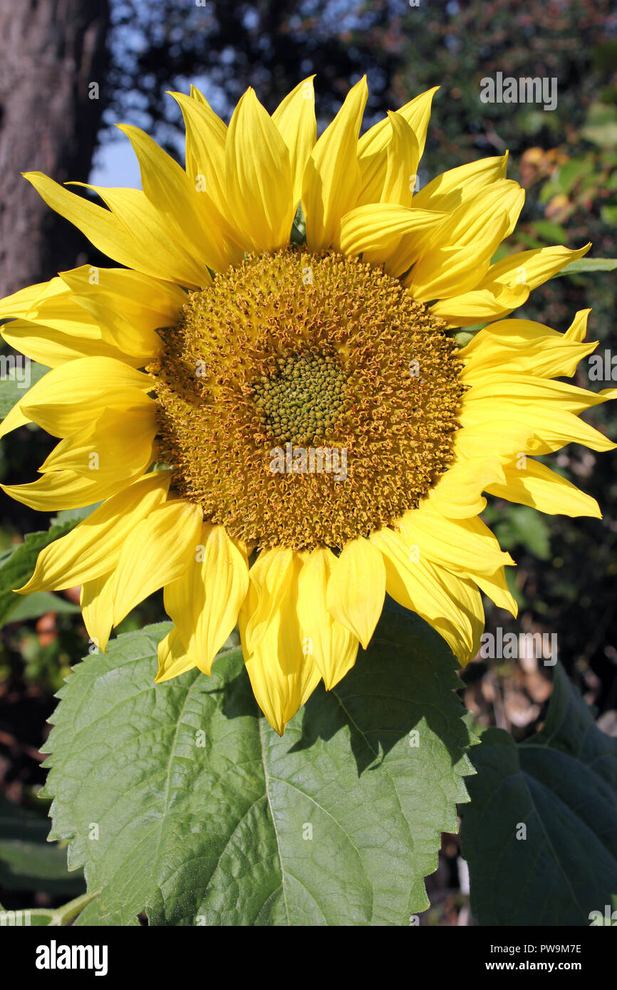 Sunflower Helianthus annus Stock Photo Alamy