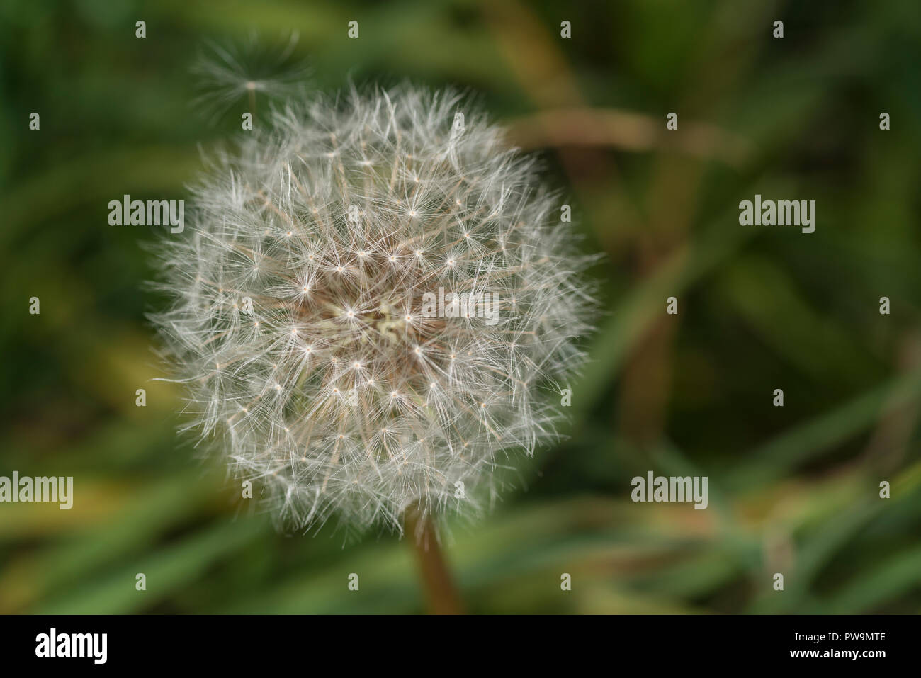 Close up of a dandelion flower with seeds Stock Photo