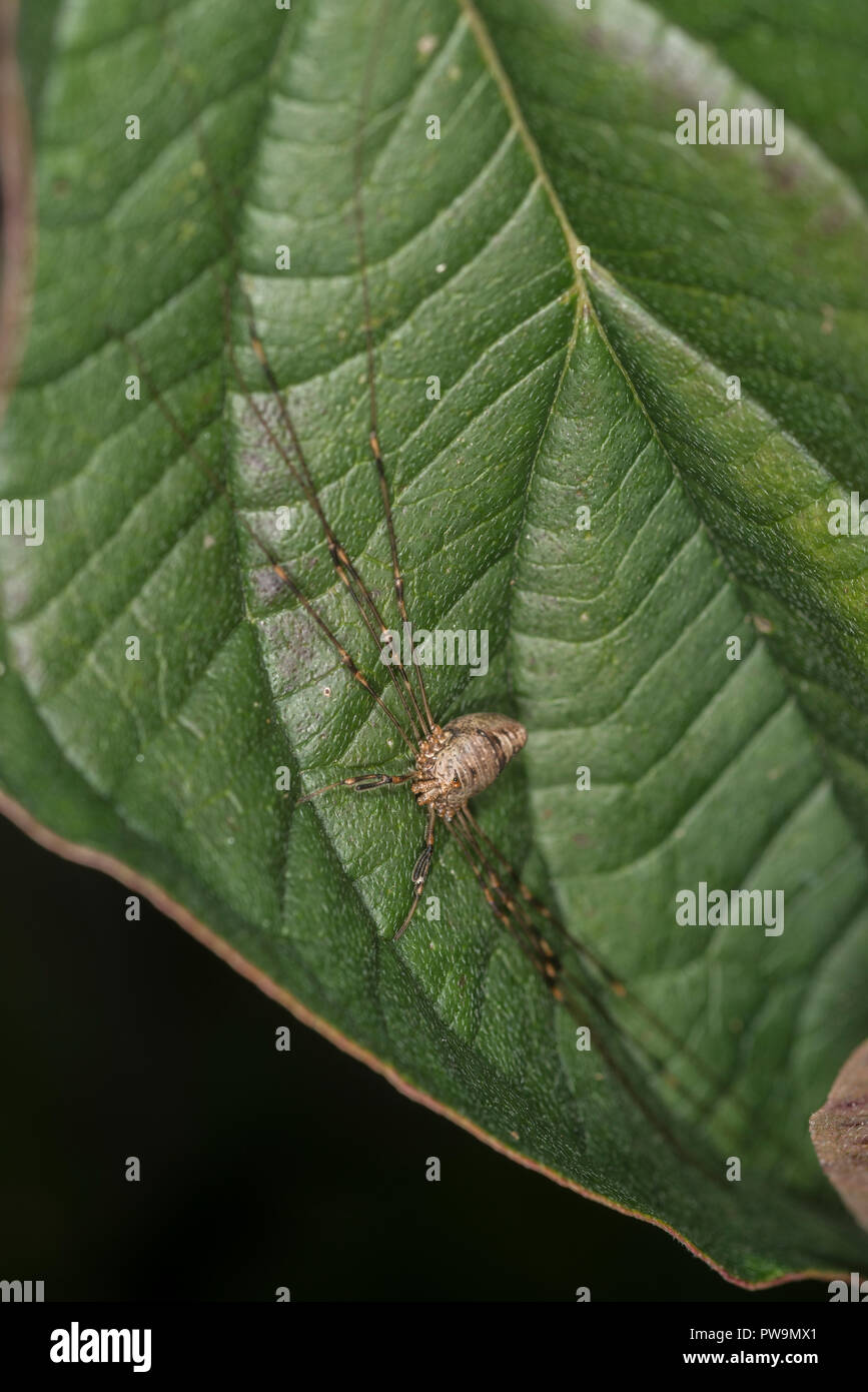 Harvestman with extended legs on a green leaf Stock Photo