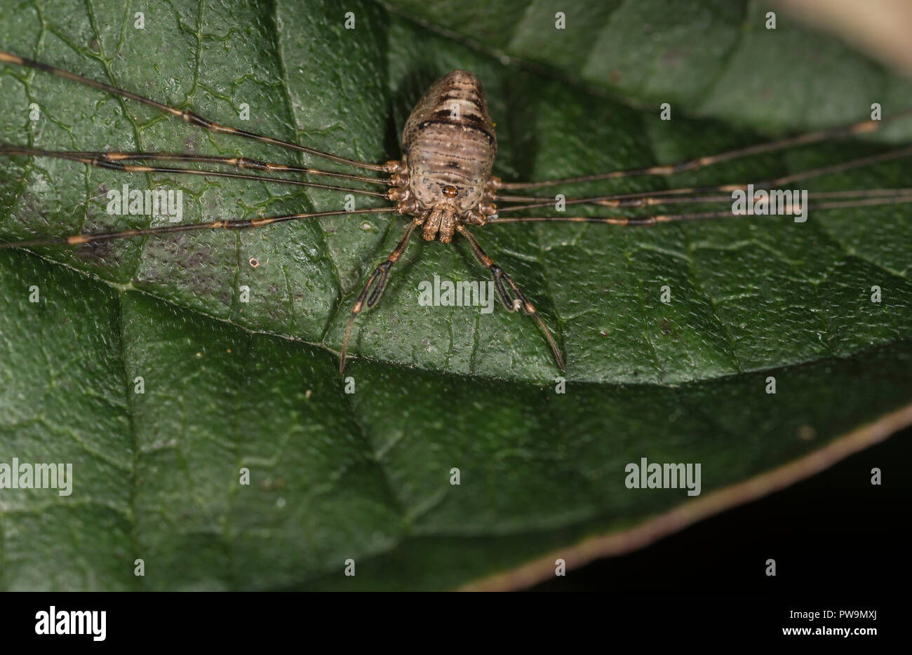 Harvestman with extended legs on a green leaf Stock Photo