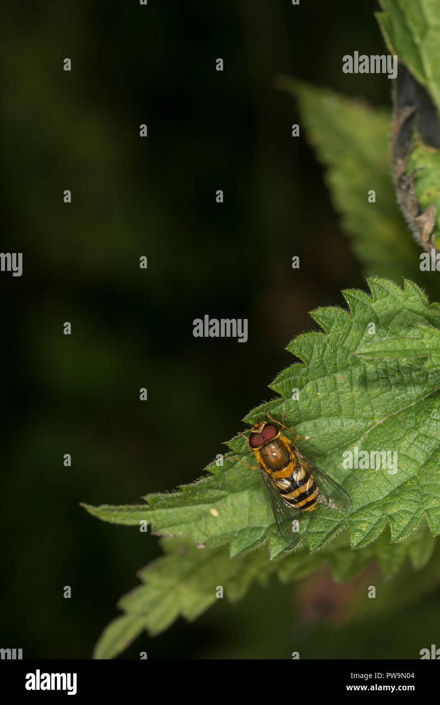 Hoverfly on a green leaf Stock Photo