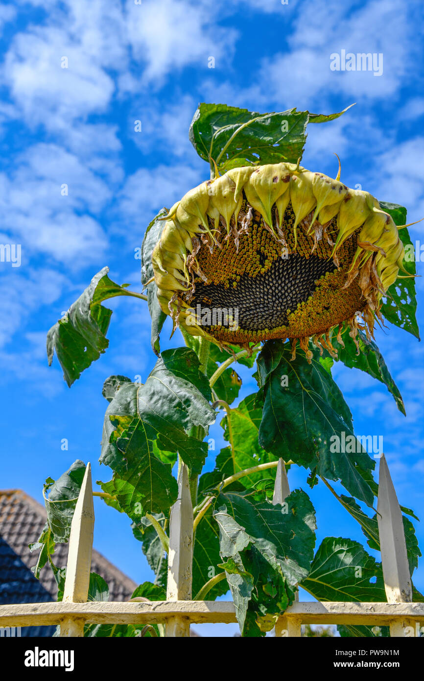 Dying sunflower hires stock photography and images Alamy
