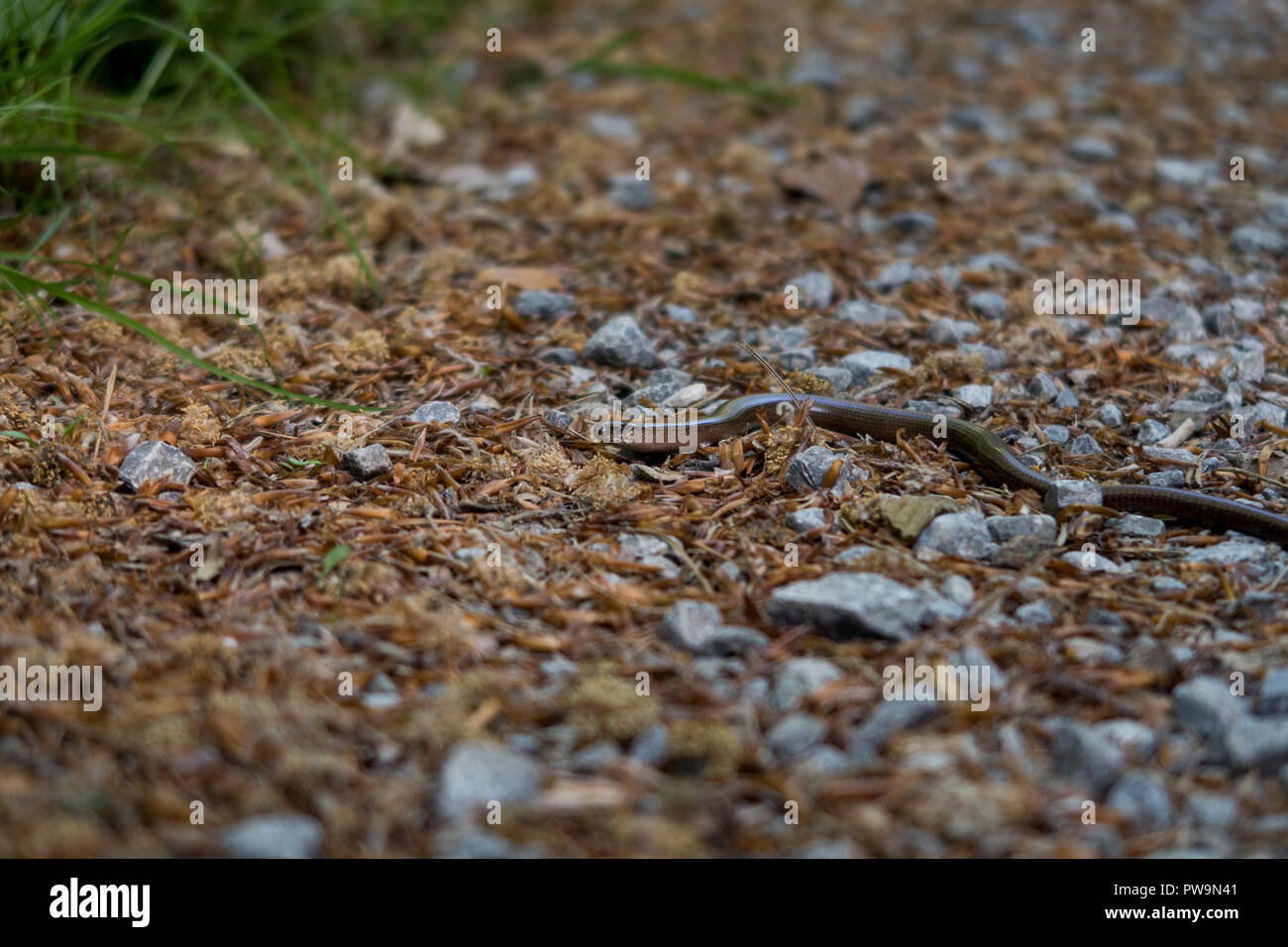 blindworm in German Forest Stock Photo