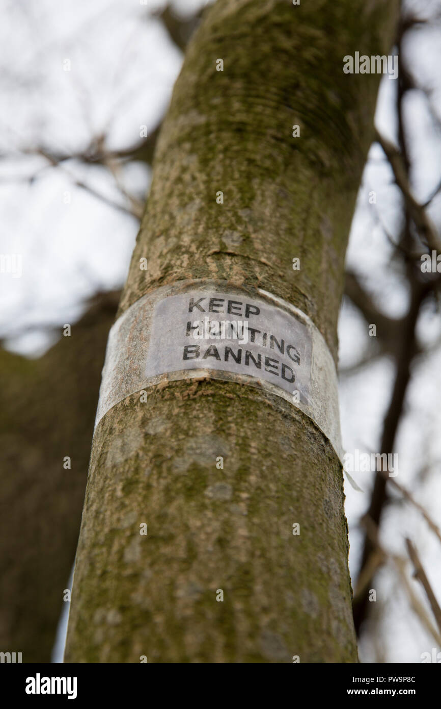 A Keep Hunting Banned sign around a tree. Silverdale, Lancashire England UK GB Stock Photo