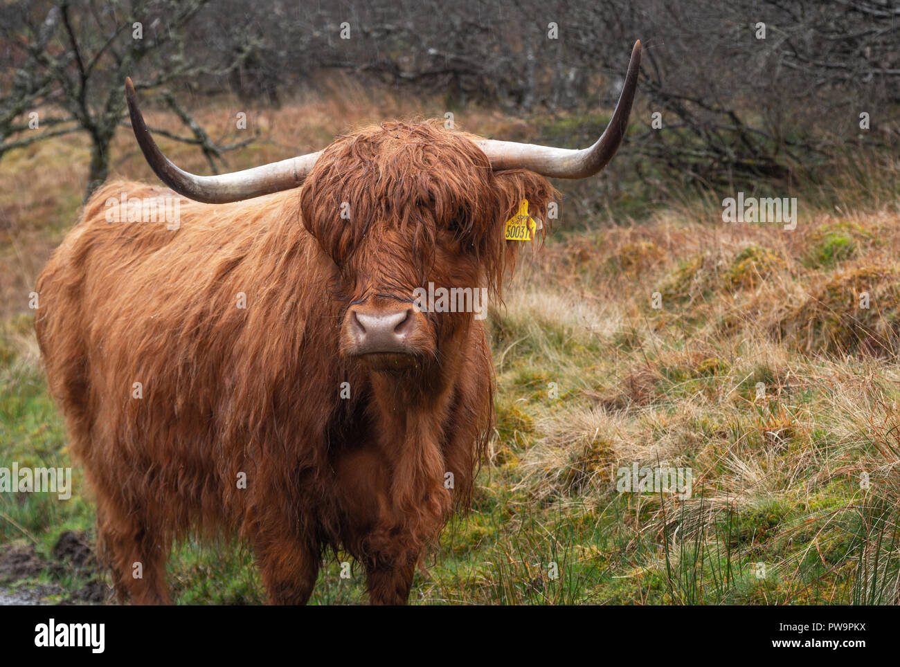 Scottish highland cow Stock Photo - Alamy