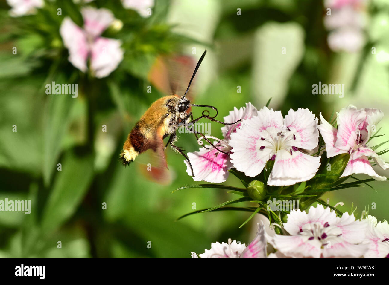 dove tail hummingbird warbler hummingbird moth moth Stock Photo